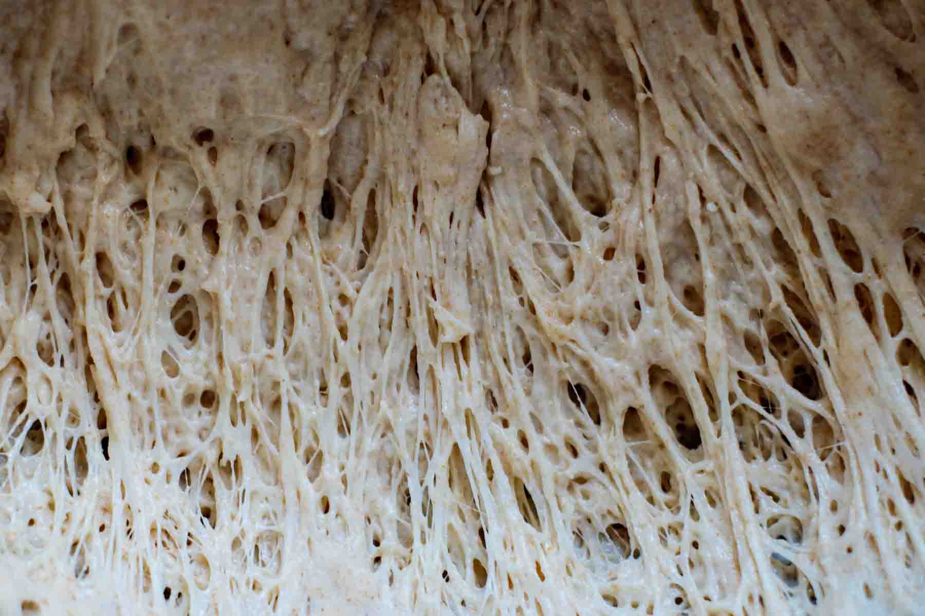 sourdough dough close up